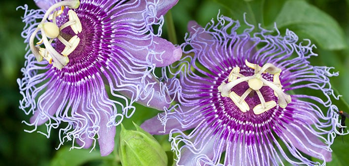 Passiflora_lilla_708x337_AL