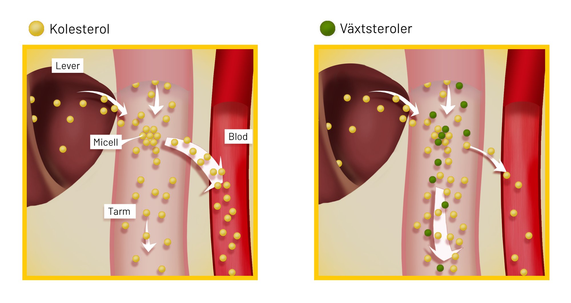 Senikol_Image_2306_SWE_PRO_Other_Senikol design_KN_SEN2306DT